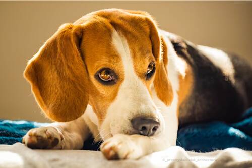 Allergien und Unverträglichkeiten beim Hund