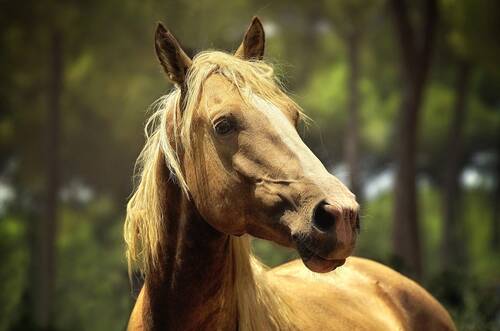 blog/mein-pferd-frisst-die-kraeuter-nicht-was-tun