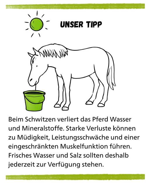 Pferd Muskulatur Unser Tipp