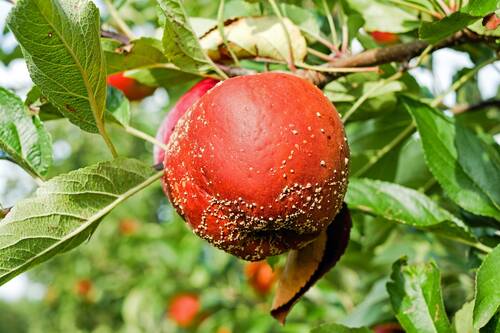 Pixabay apple 2704125 (c) Couleur