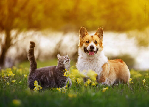 Webinaraufzeichnung - Darmmikrobiota bei Hund und Katze