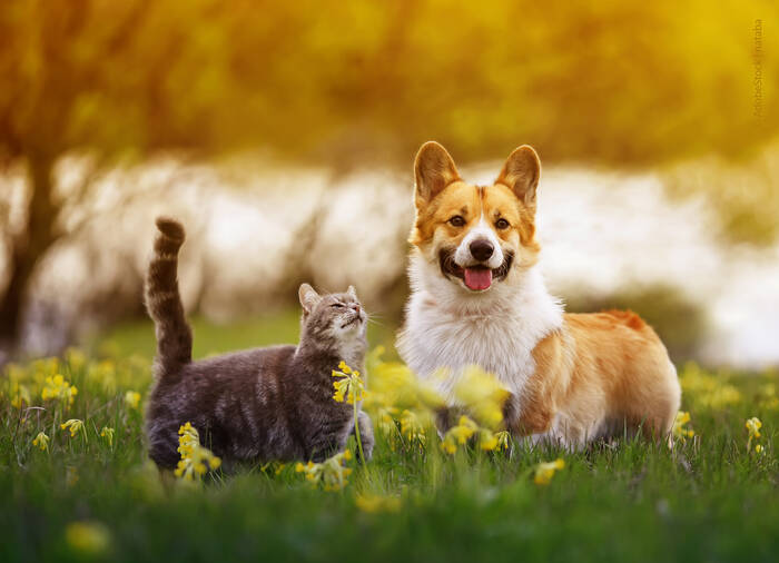 Webinaraufzeichnung - Darmmikrobiota bei Hund und Katze
