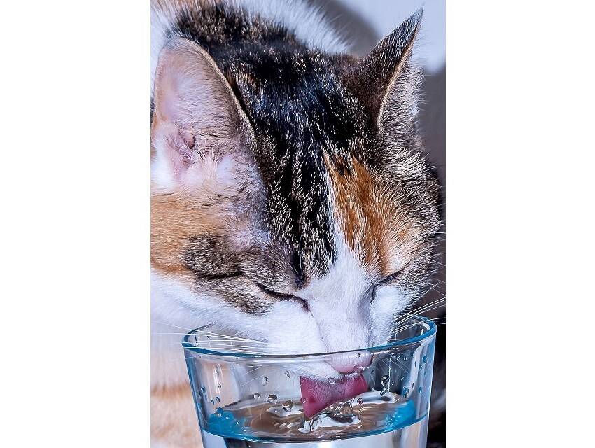 Pixabay cat 2063800 JordanHoliday 4zu3