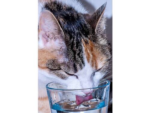 Pixabay cat 2063800 JordanHoliday 4zu3
